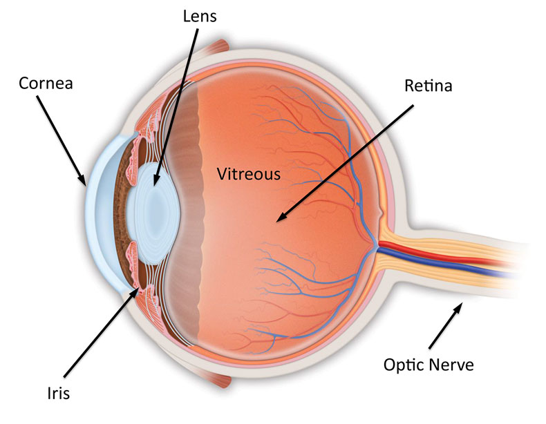 На сетчатку глаза за 3 с. Сетчатка анатомия. Сетчатка глаза. Cornea анатомия.
