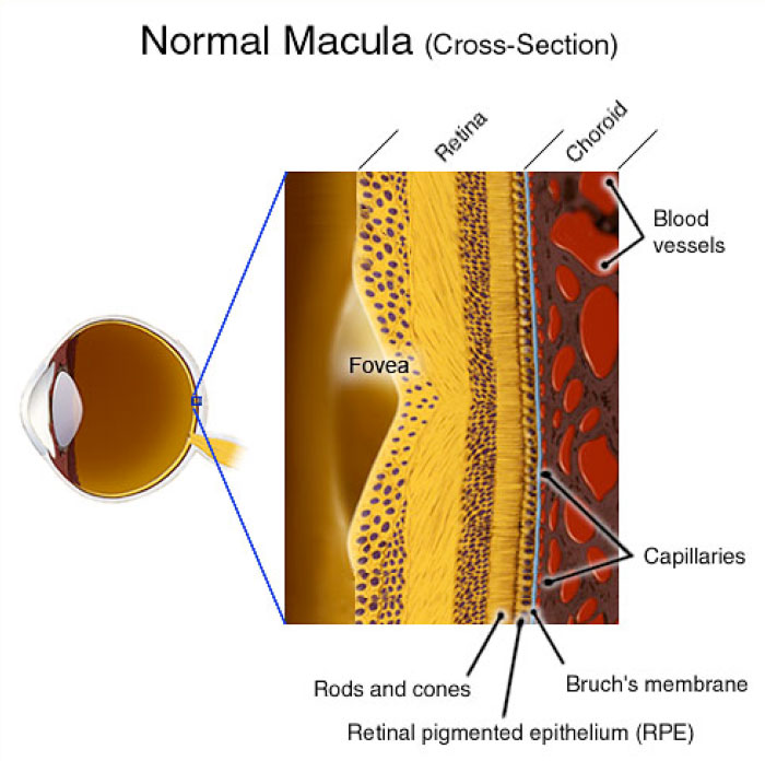 Normal Retinal Anatomy - The Retina Reference